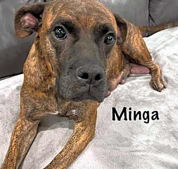 Photo of Minga