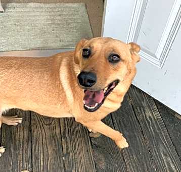 Photo of Honey