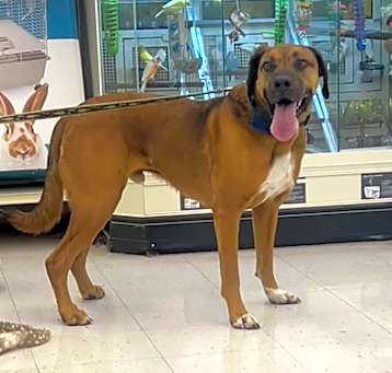Photo of Rusty