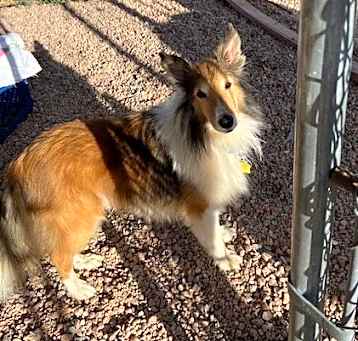 Photo of Mellow Fellow