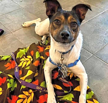 Photo of Nova