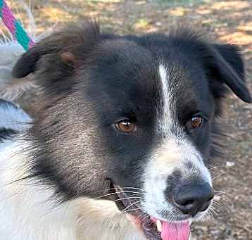 Photo of Apollo