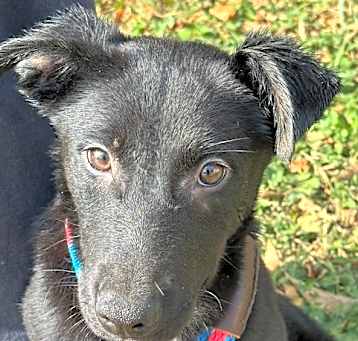 Photo of Midnight