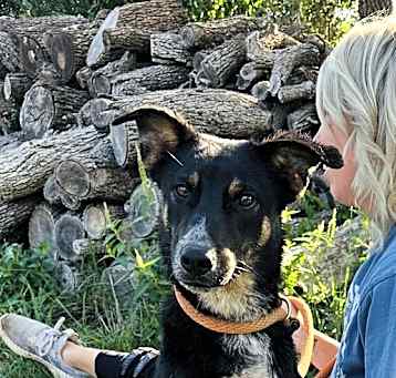 Photo of Koda