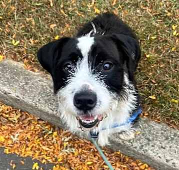 Photo of Basil