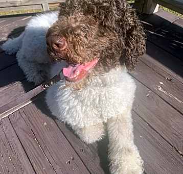 Photo of Milo