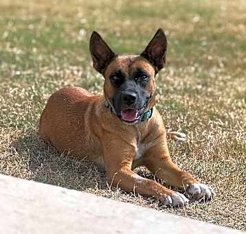 Photo of Sable