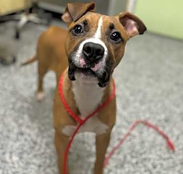 Photo of Scoob