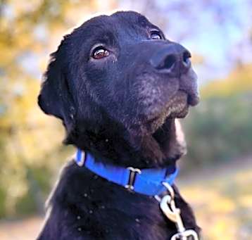 Photo of Atticus