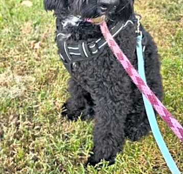 Photo of Bailey