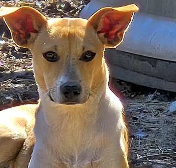 Photo of Besenji Whippet Puppies