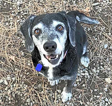 Photo of Otis