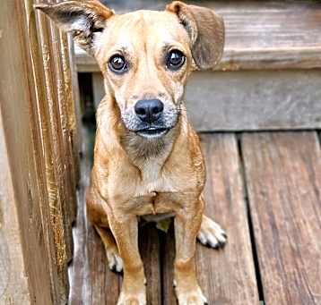 Photo of Roo (ADOPTED!)