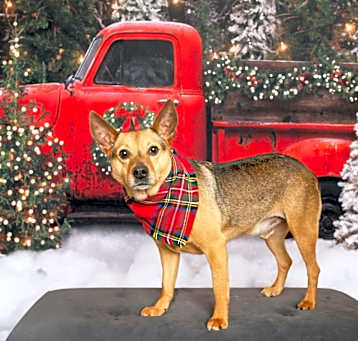 Photo of SWEET BRODY