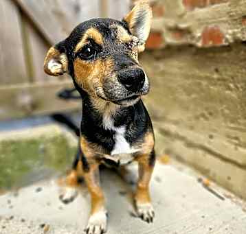 Photo of Rocco (ADOPTED!)