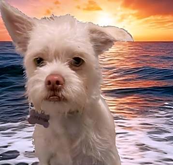Photo of Harvey