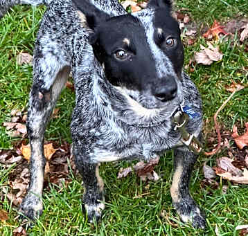 Photo of Taz