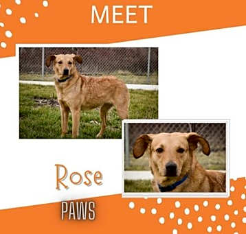 Photo of Rose
