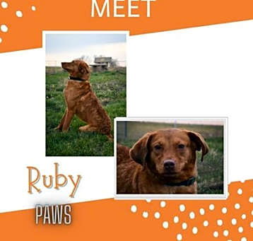 Photo of Ruby