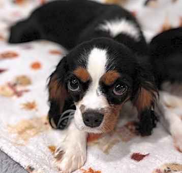 Photo of Gretl