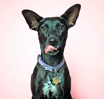 Photo of Pickle BC
