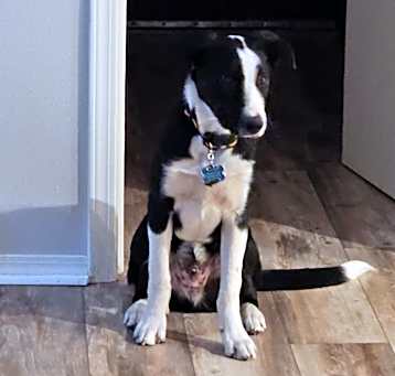 Photo of Winston