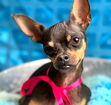 Photo of Nellie