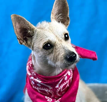 Photo of Windy