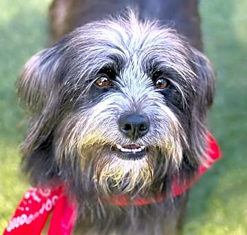 Photo of Steeler