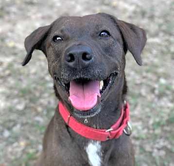 Photo of Bailey