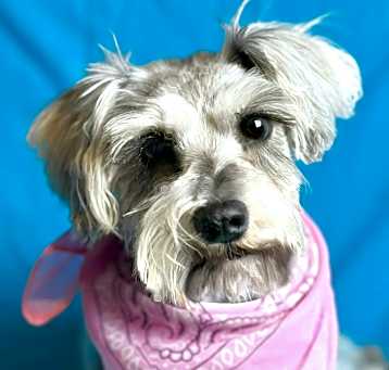 Photo of Denali Doll Baby