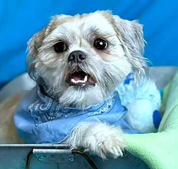 Photo of Fido