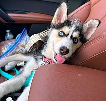 Photo of Ember