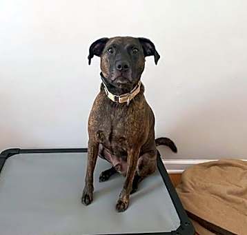 Photo of Milo