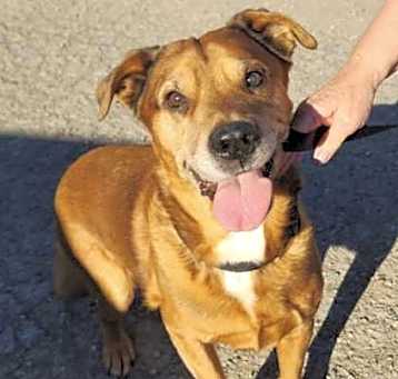 Photo of Buddy