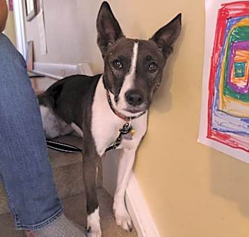 Photo of Sheba