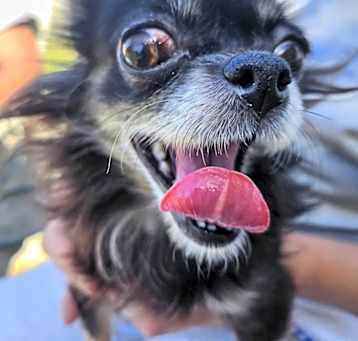 Photo of Bella