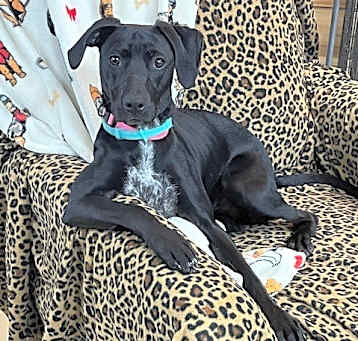 Photo of Dolly