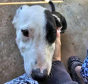 Photo of Willow
