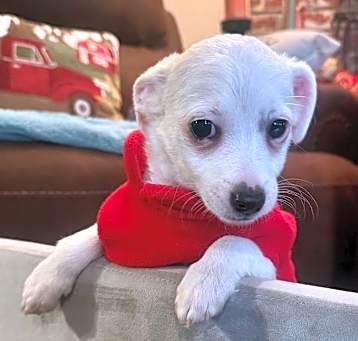 Photo of Romeo