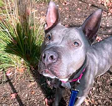 Photo of Dandelion
