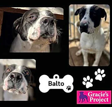 Photo of Balto