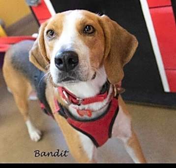 Photo of Bandit Society