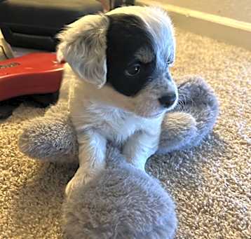 Photo of Penny