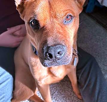 Photo of Chestnut