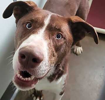 Photo of Sampson