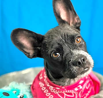 Photo of Millie