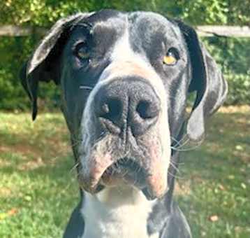 Photo of Dexter