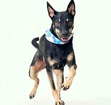 Photo of Flynn (Taiwan FMD mixed)