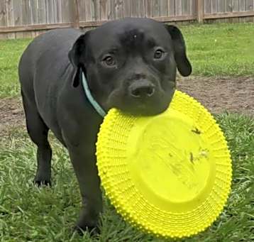 Photo of CUJO